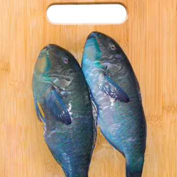 Parrotfish 1