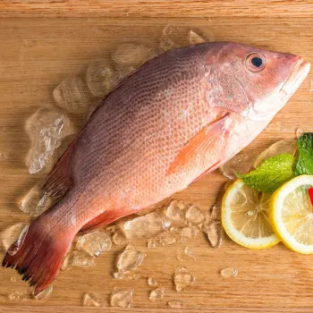 Red snapper fish