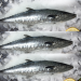 Tazar fish