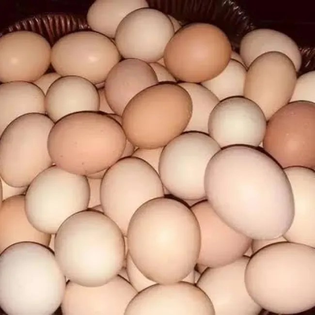 Country chicken egg