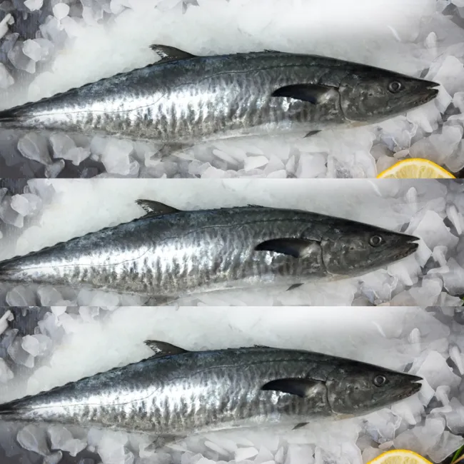 Tazar fish
